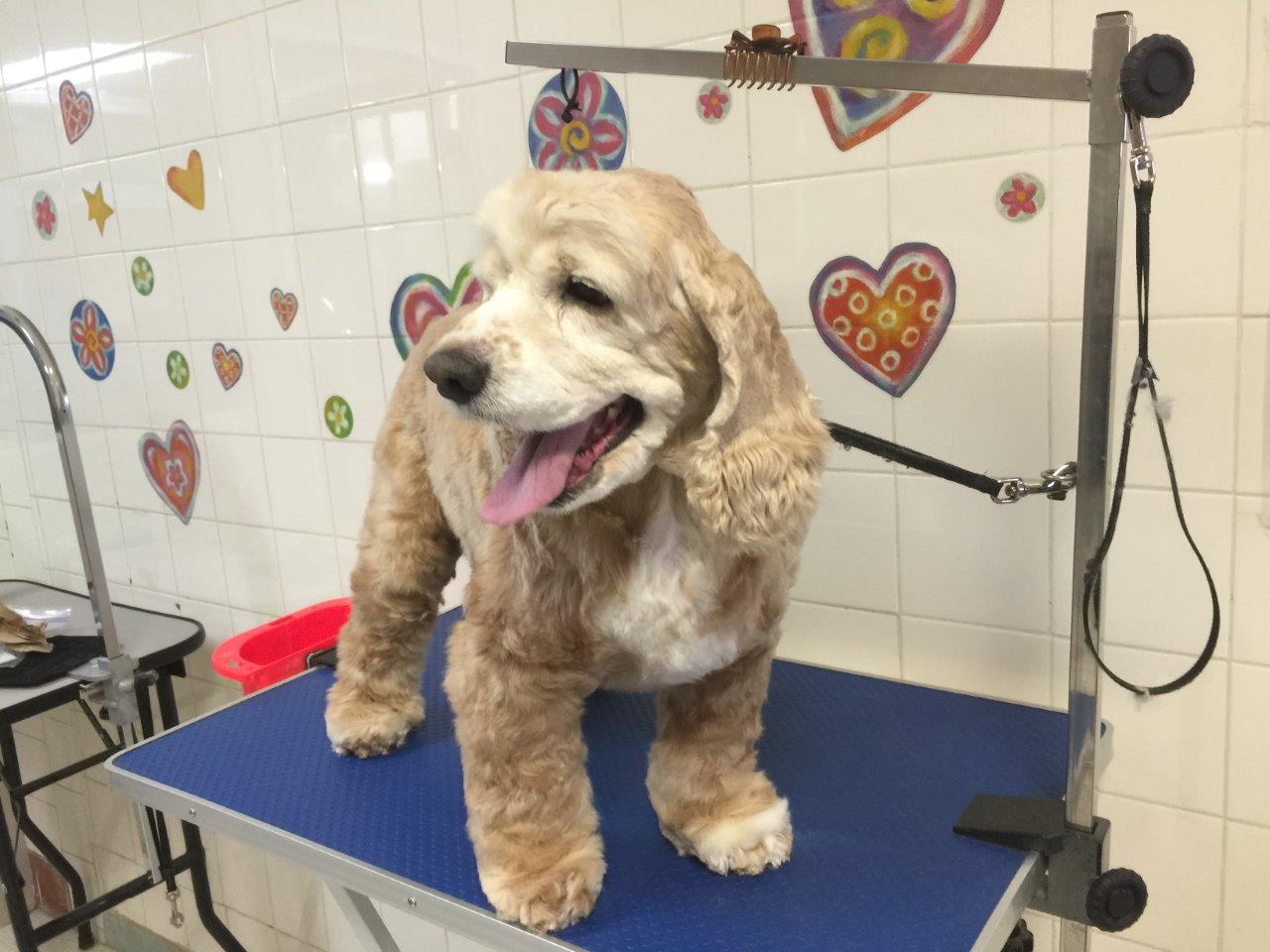 Gallery Fluffy Paws Grooming School