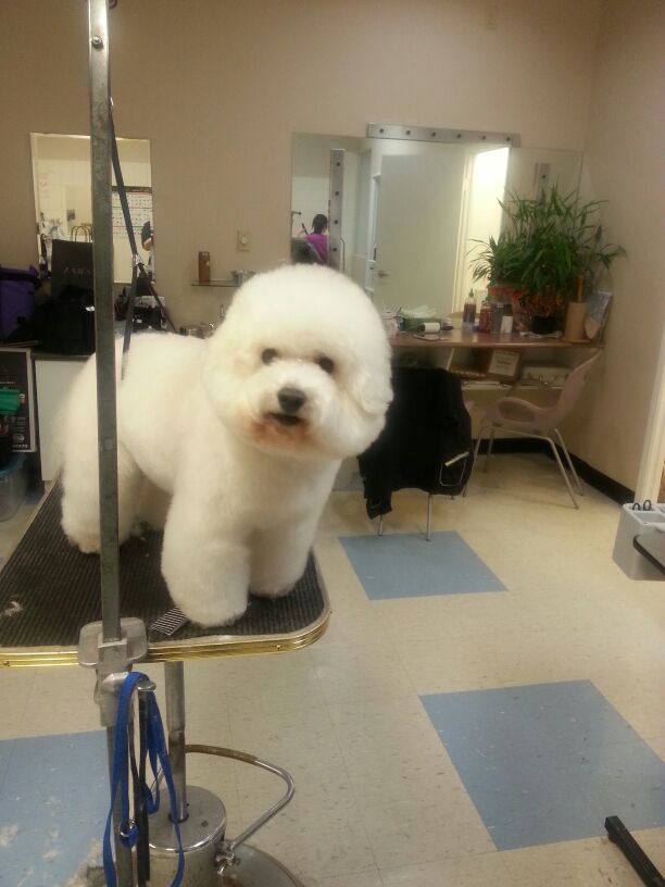 Gallery Fluffy Paws Grooming School