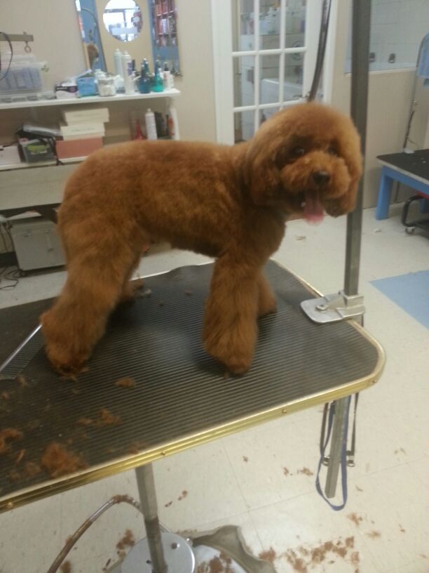 europe fortune polska