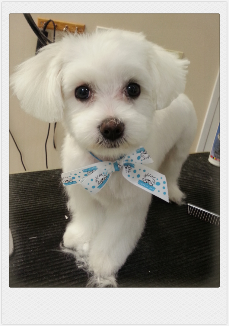 Gallery Fluffy Paws Grooming School