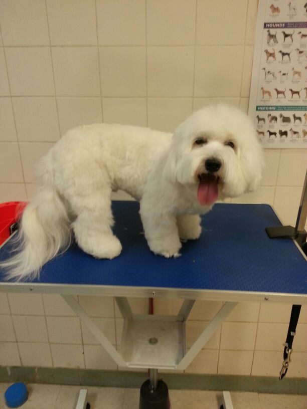 Gallery Fluffy Paws Grooming School