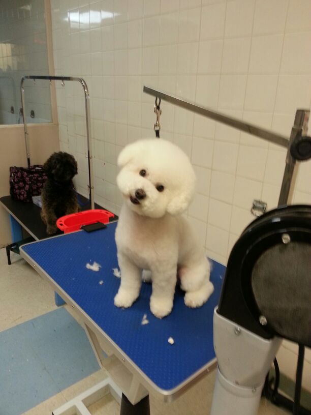 Gallery Fluffy Paws Grooming School