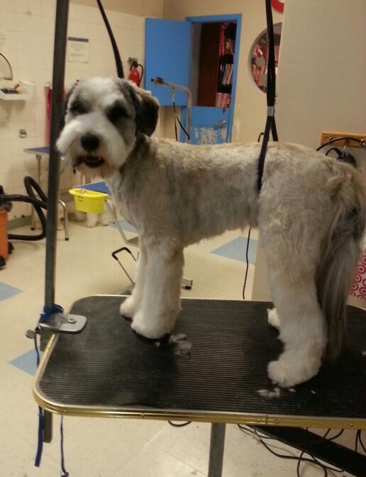 Gallery Fluffy Paws Grooming School