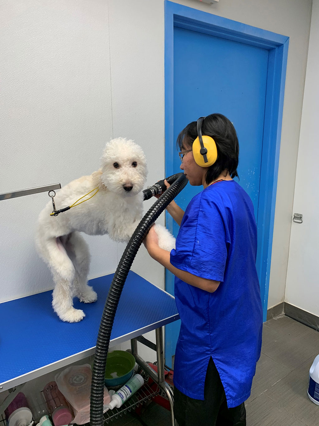 Gallery Fluffy Paws Grooming School
