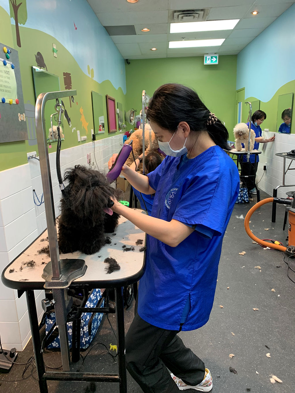 Gallery Fluffy Paws Grooming School